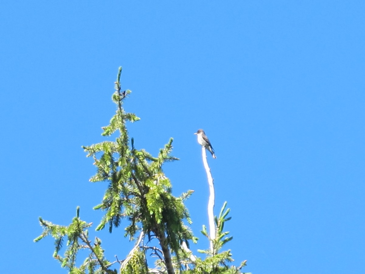 Olive-sided Flycatcher - ML62188761