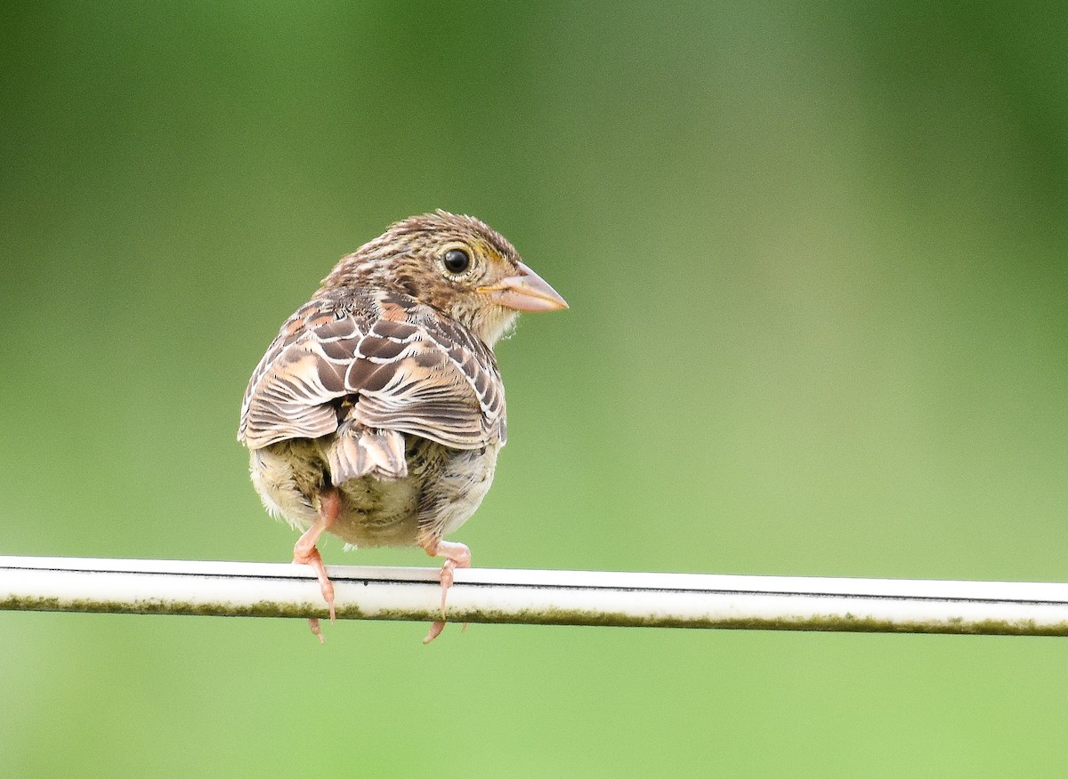 Grasshopper Sparrow - ML621887679