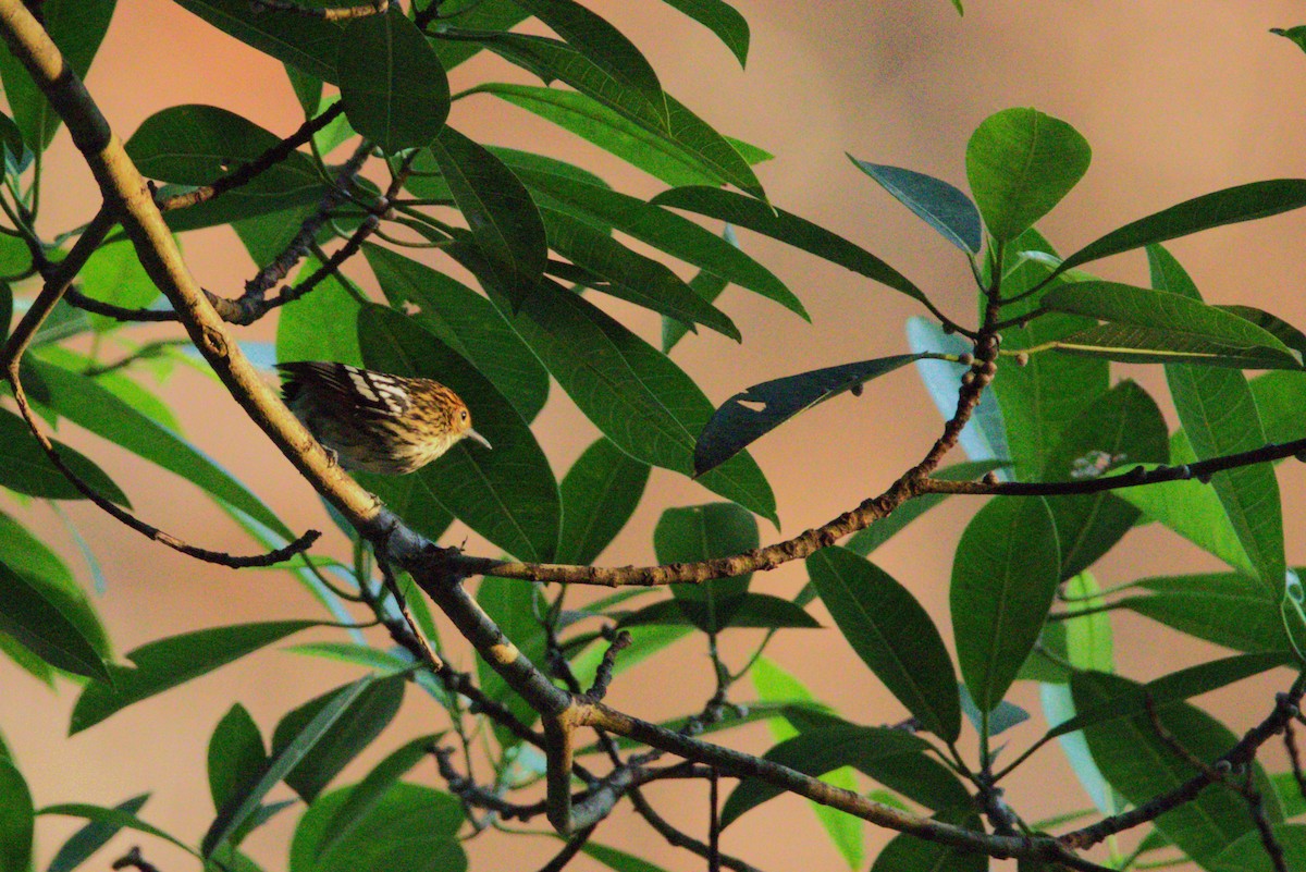 Amazonian Streaked-Antwren - ML621887735