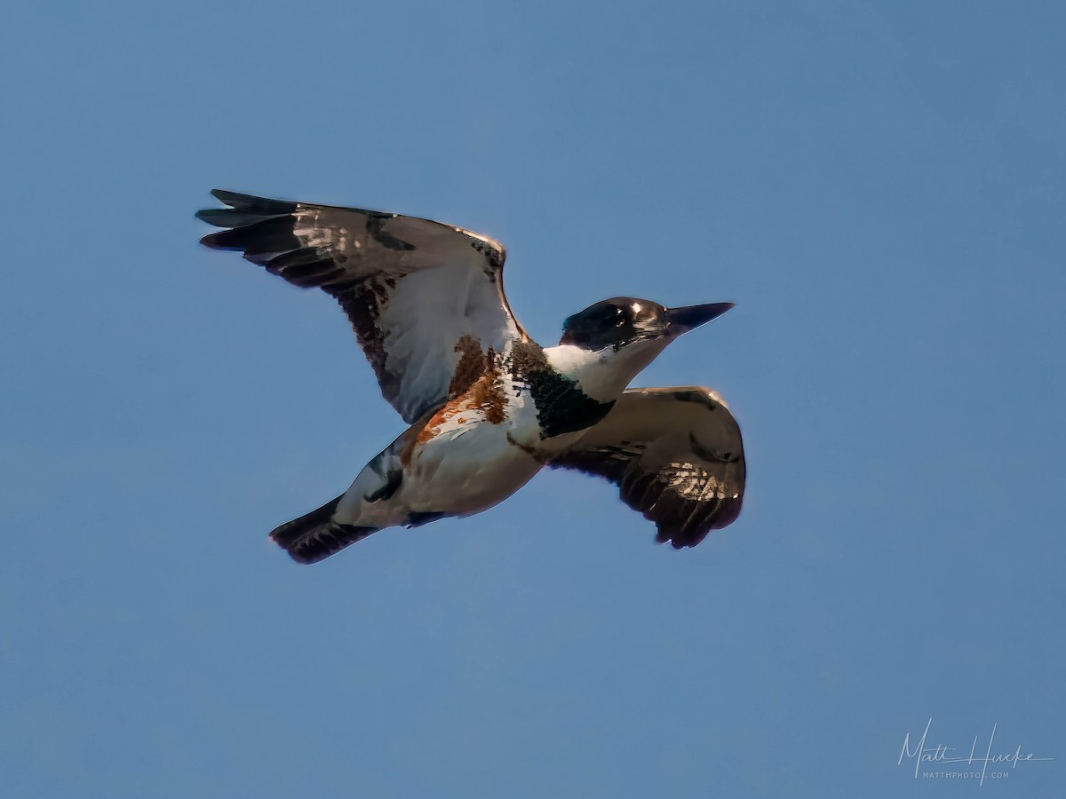 Belted Kingfisher - ML621887742