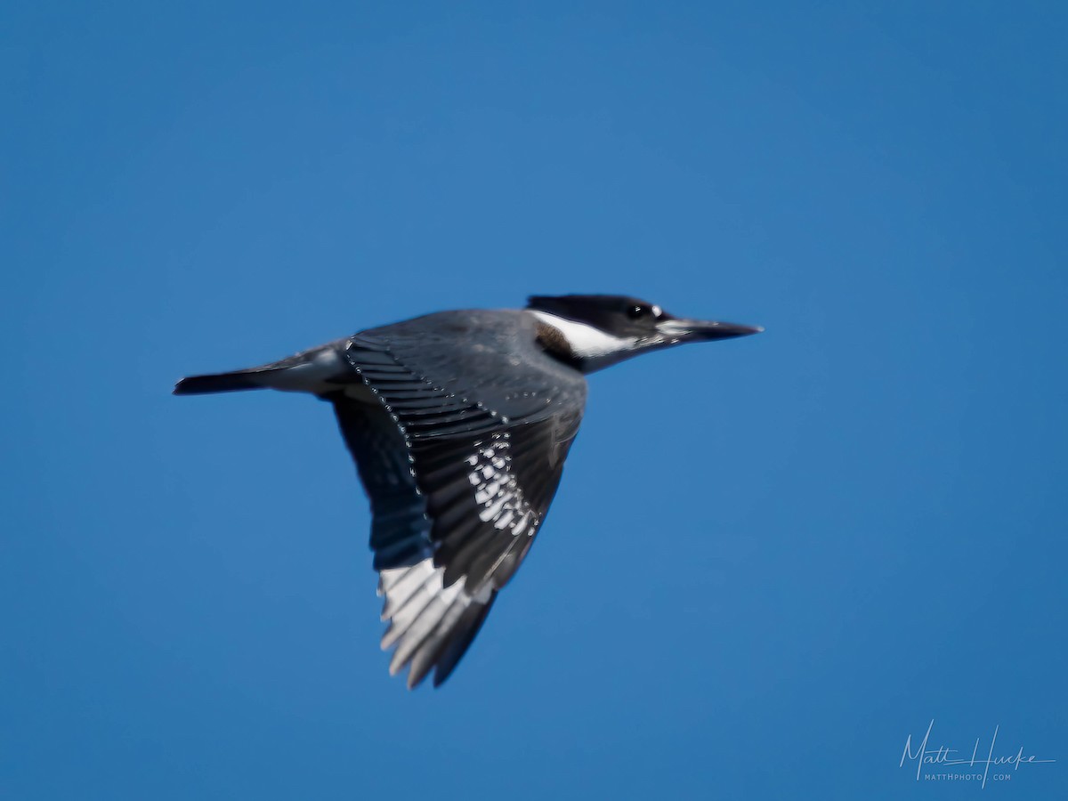 Belted Kingfisher - ML621887743