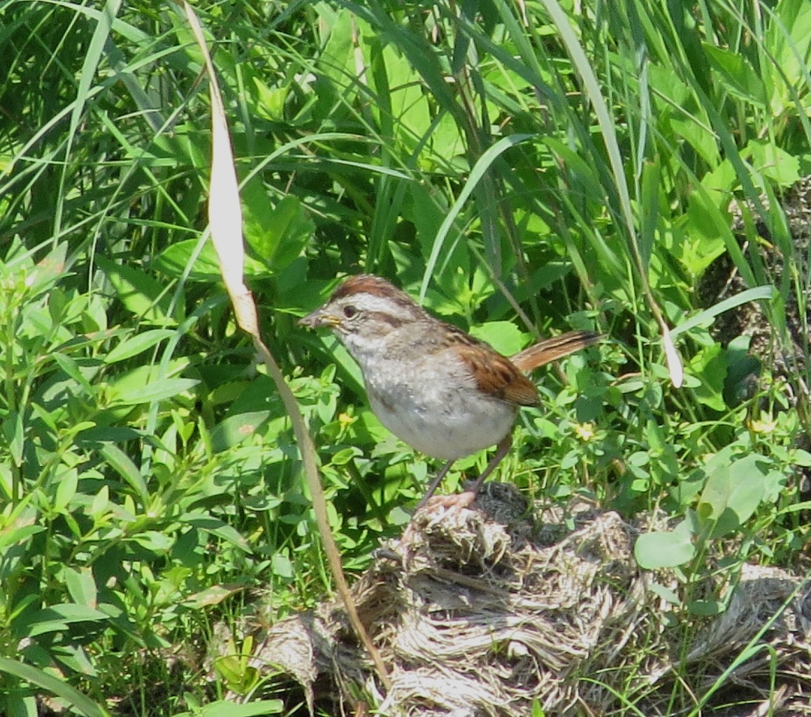 Swamp Sparrow - ML621887767