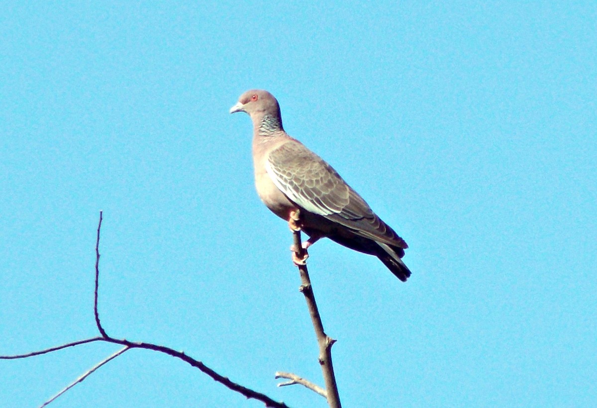 Picazuro Pigeon - ML621887804