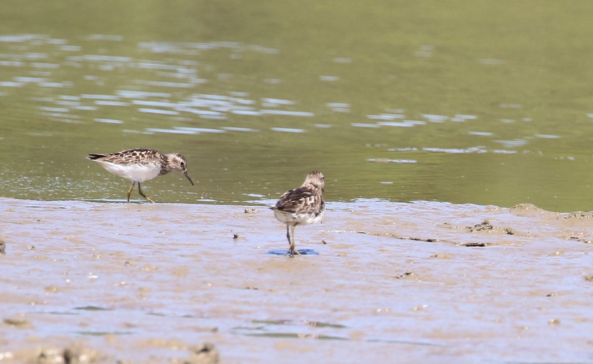 eBird Checklist - 26 Jul 2024 - Rocky Hill, Great Meadow Road - 19 species