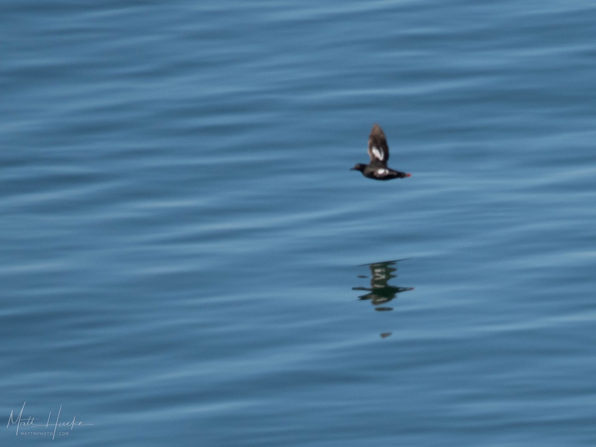 Pigeon Guillemot - ML621888101