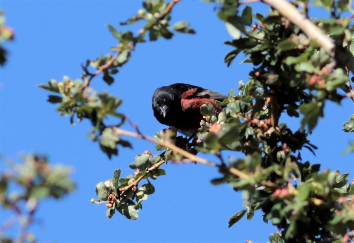 Orchard Oriole - Will Wright