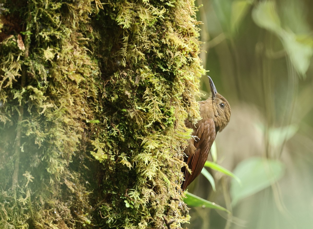 Tyrannine Woodcreeper - ML621888114