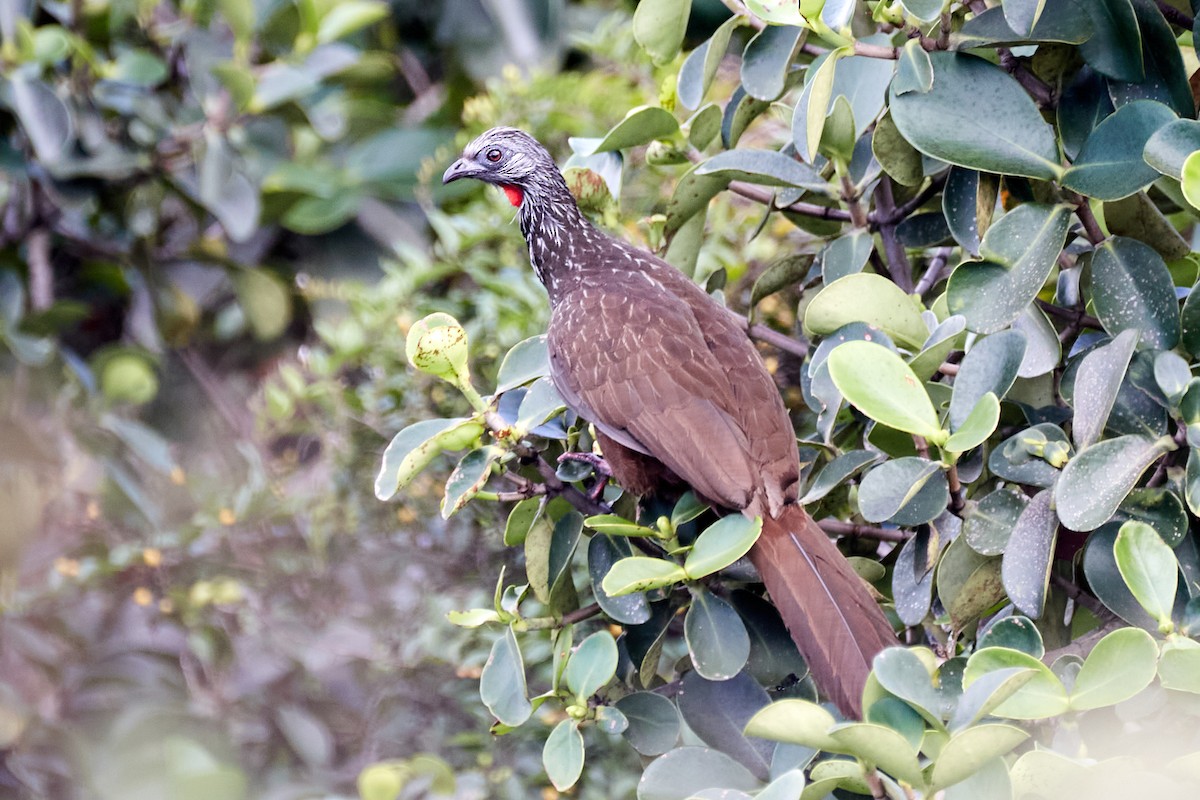 Andean Guan - ML621888231