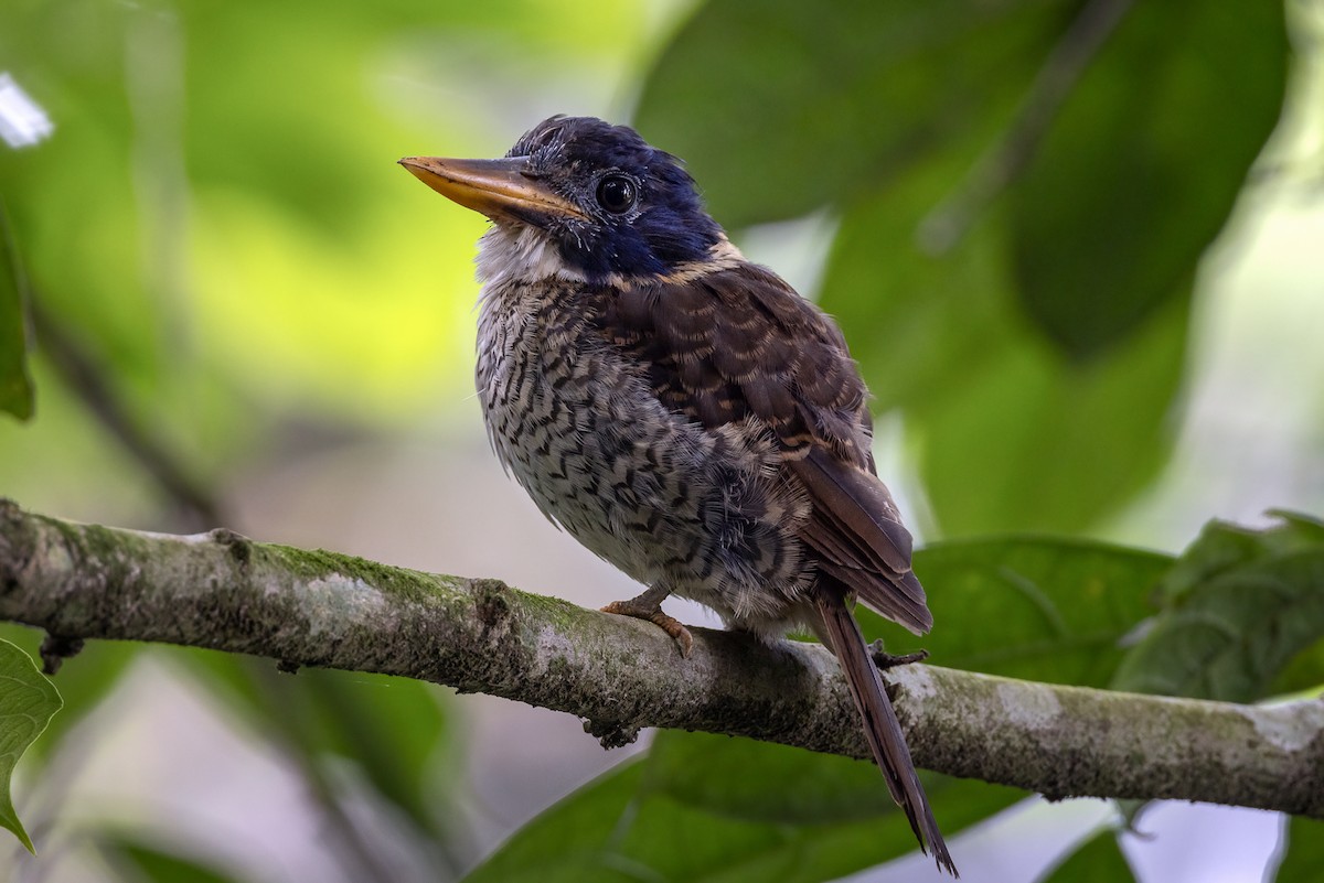 Scaly-breasted Kingfisher - Julie Edgley