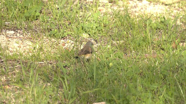 Шиподзьоб жовтогузий - ML621888338