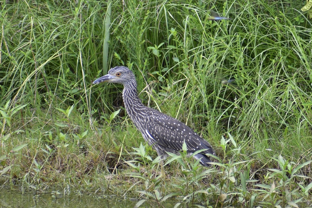 Yellow-crowned Night Heron - ML621888387