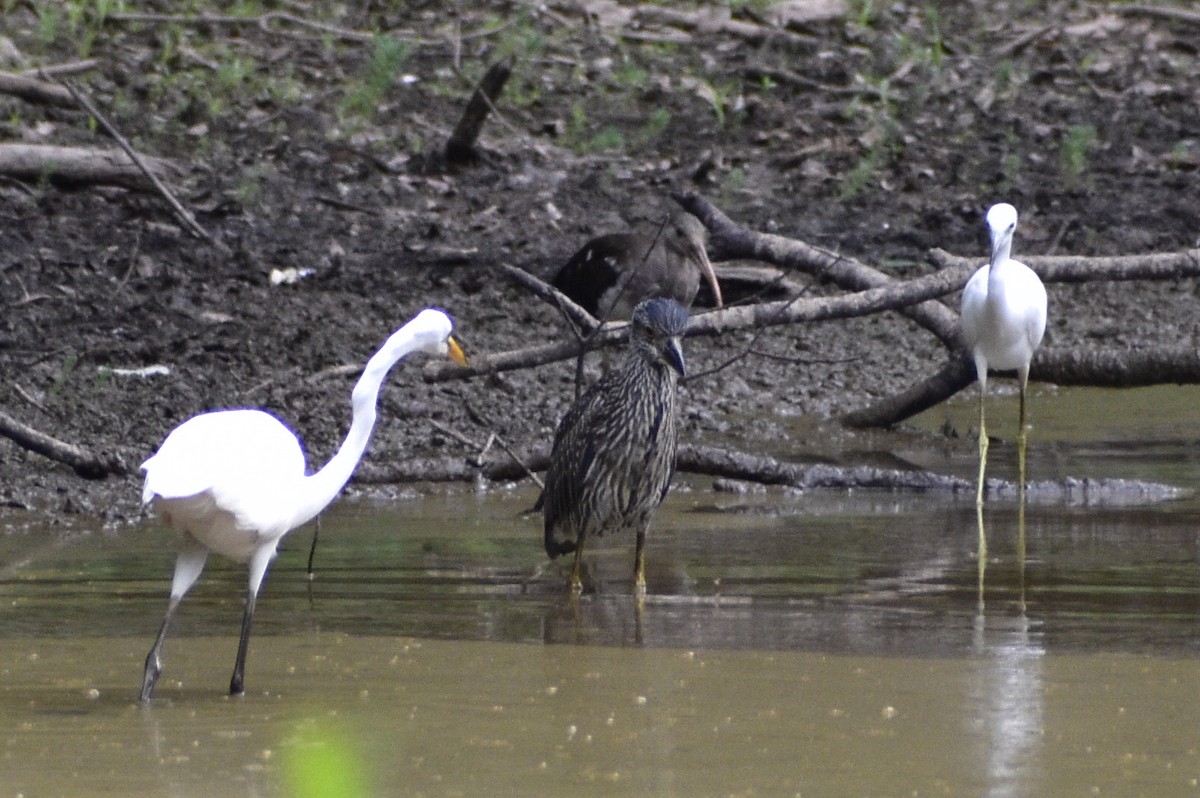 Yellow-crowned Night Heron - ML621888423