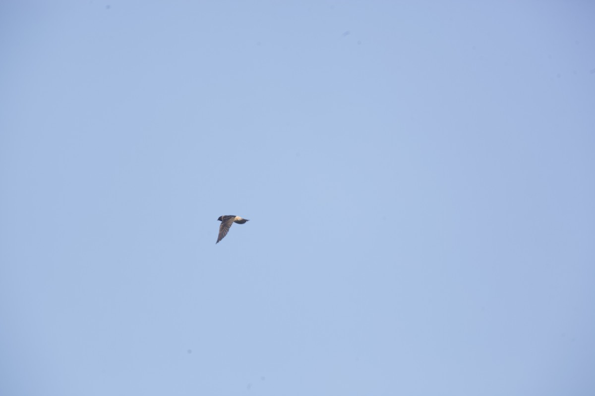 Cliff Swallow - ML621888462