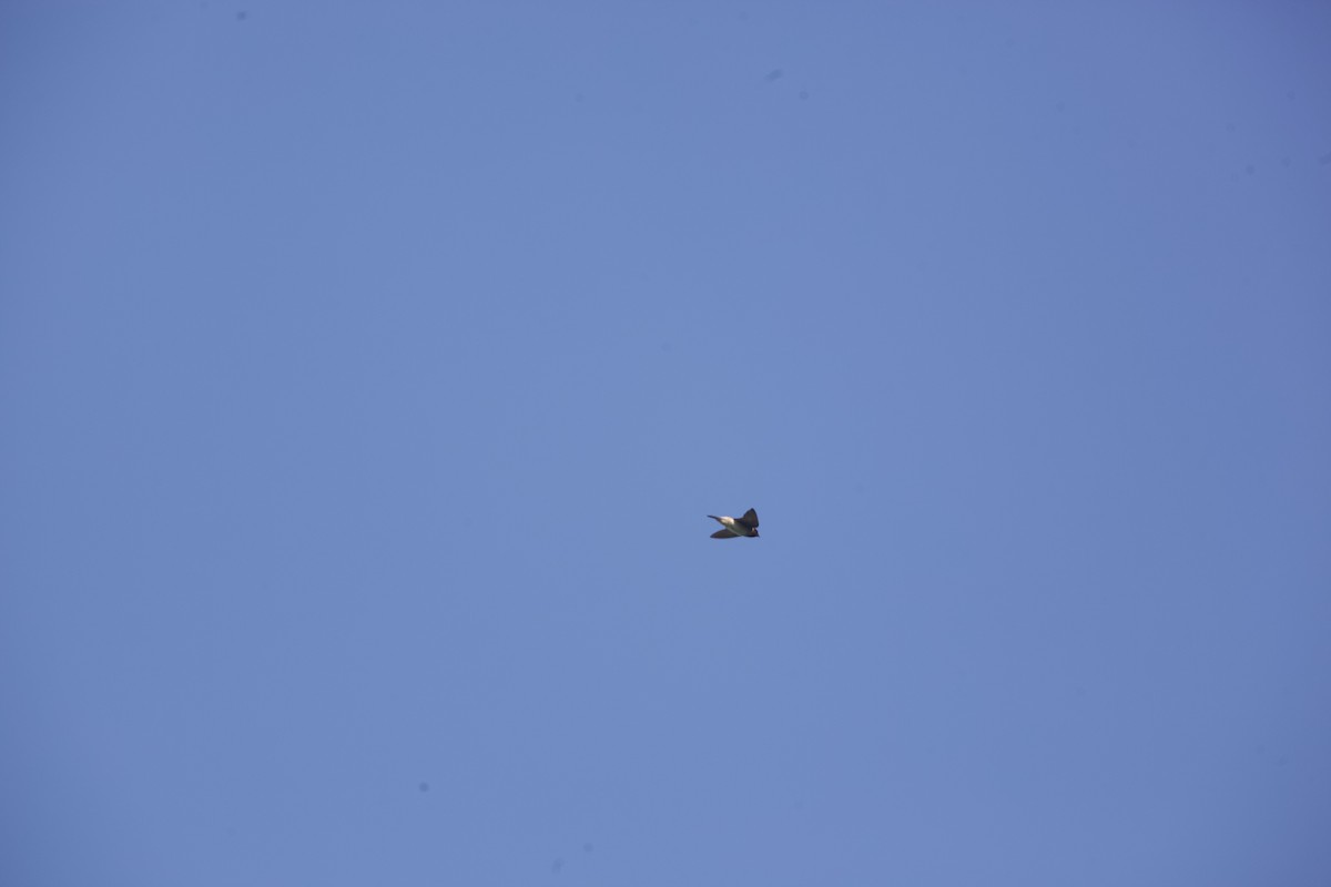 Cliff Swallow - ML621888464