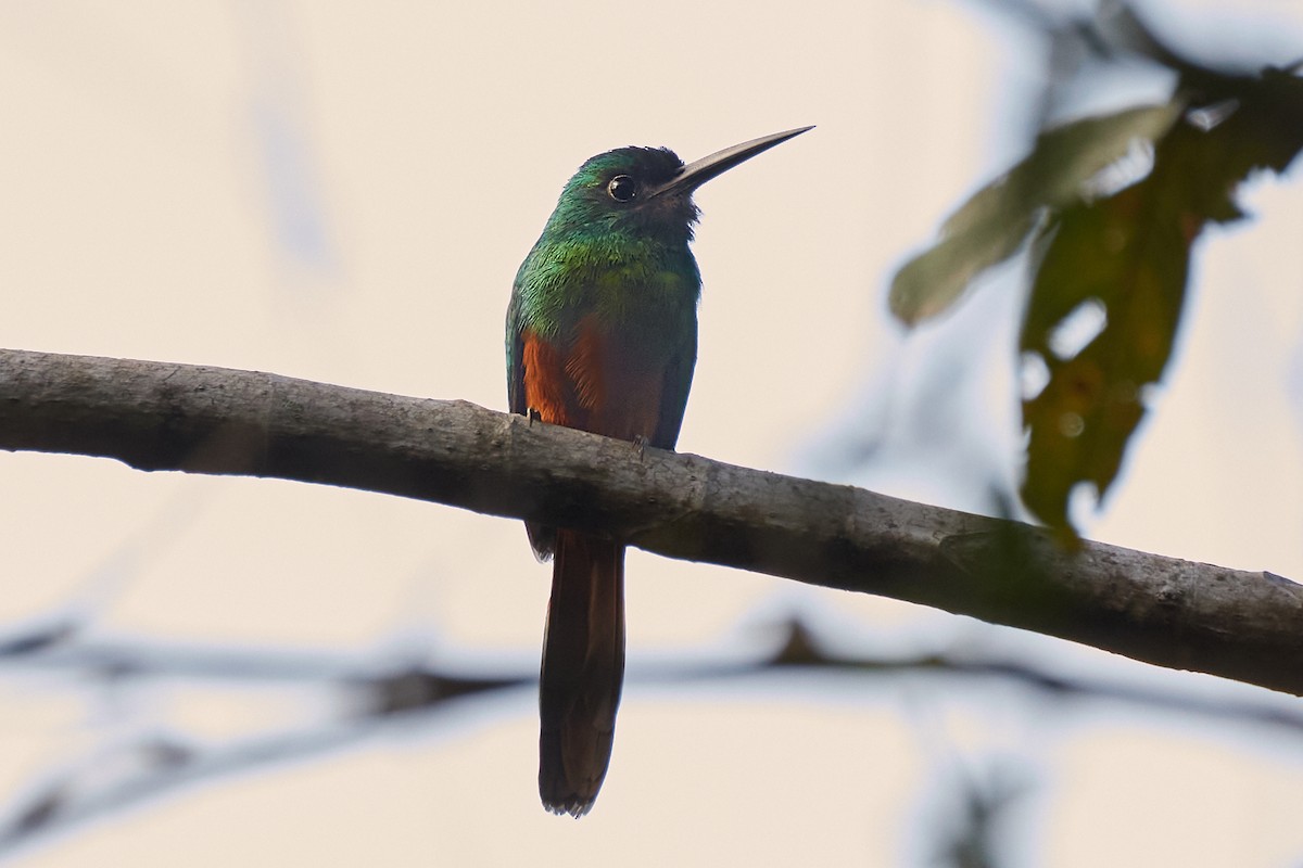 Bluish-fronted Jacamar - ML621888519