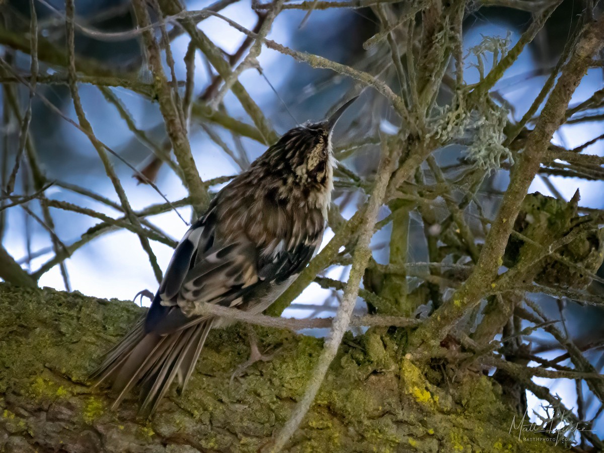 Brown Creeper - Matt Hucke