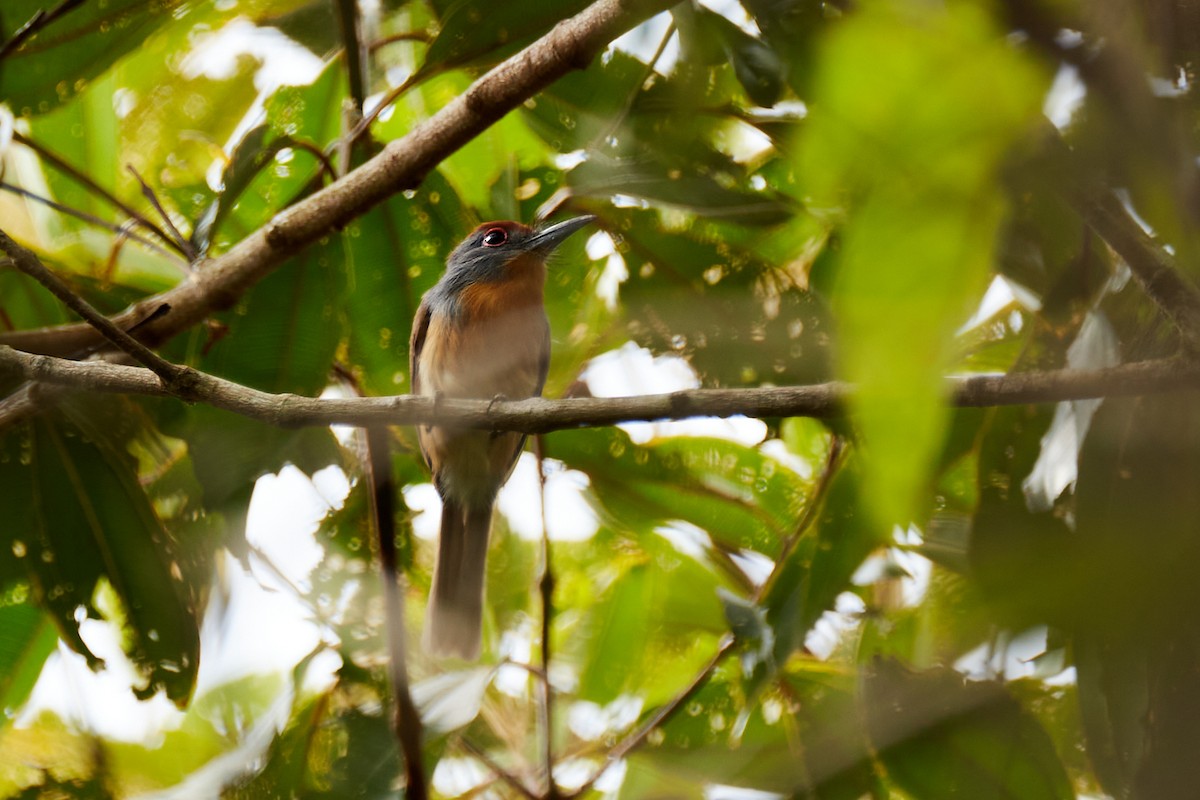 Rufous-capped Nunlet - ML621888579