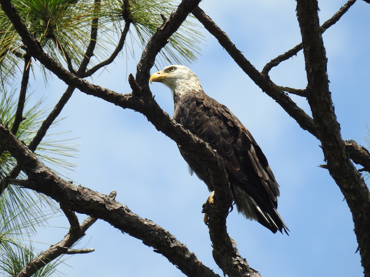 Bald Eagle - James Holsinger