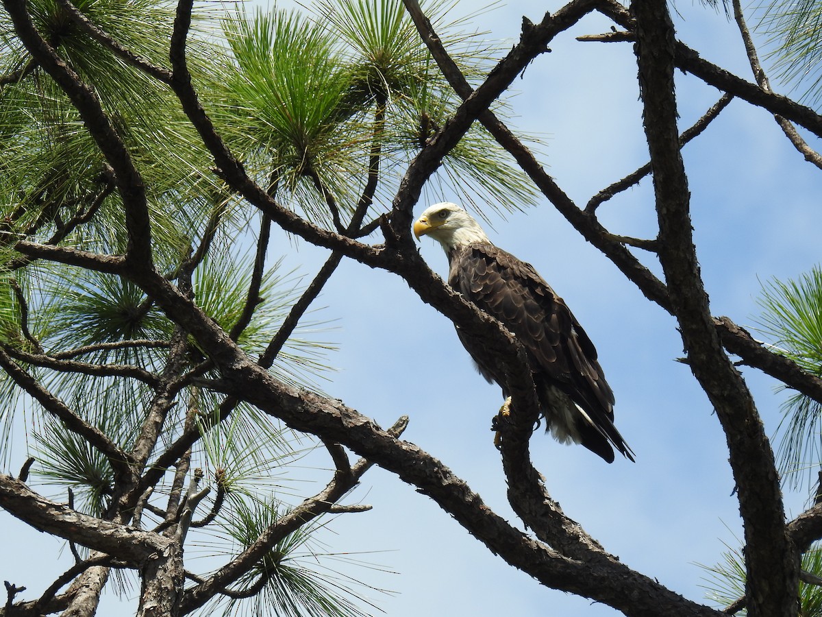 Weißkopf-Seeadler - ML621888583