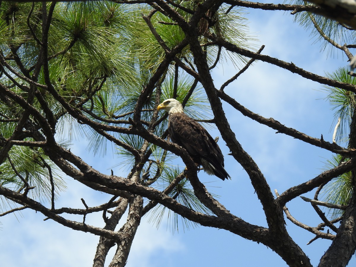 Bald Eagle - ML621888584