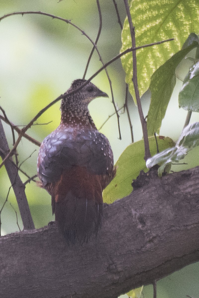 Painted Spurfowl - ML621888615