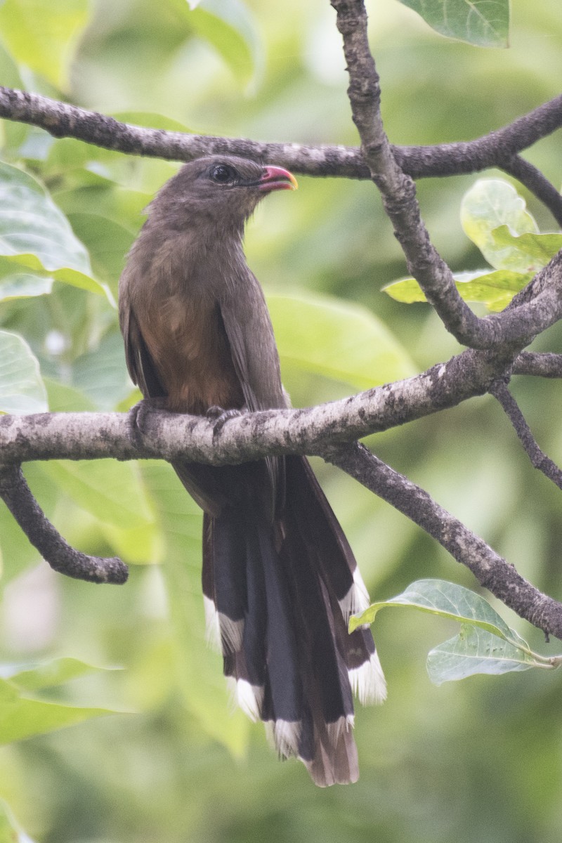 Sirkeer Malkoha - ML621888617