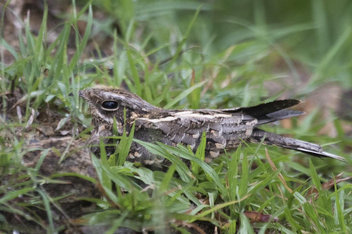 Indian Nightjar - ML621888621