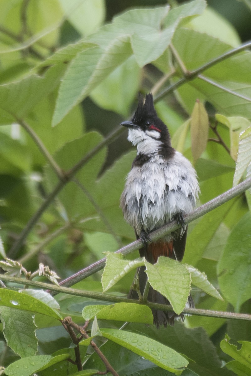 Red-whiskered Bulbul - ML621888653