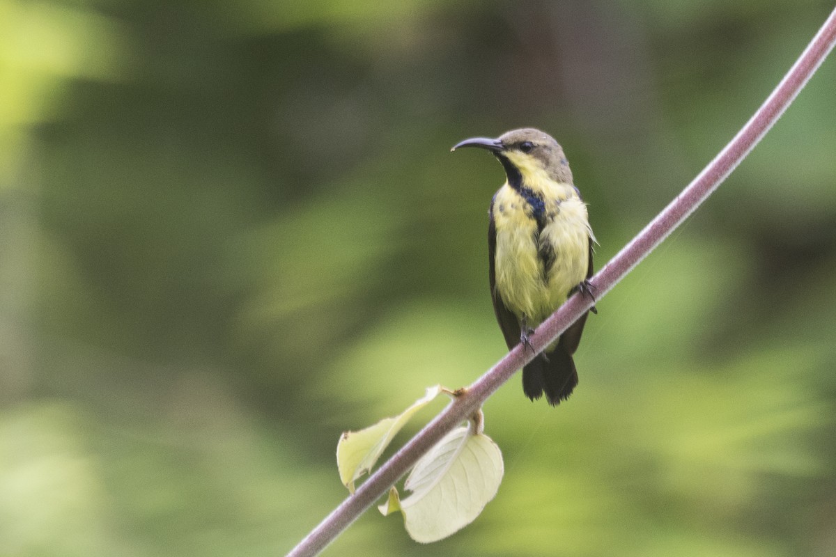 Purple Sunbird - ML621888658