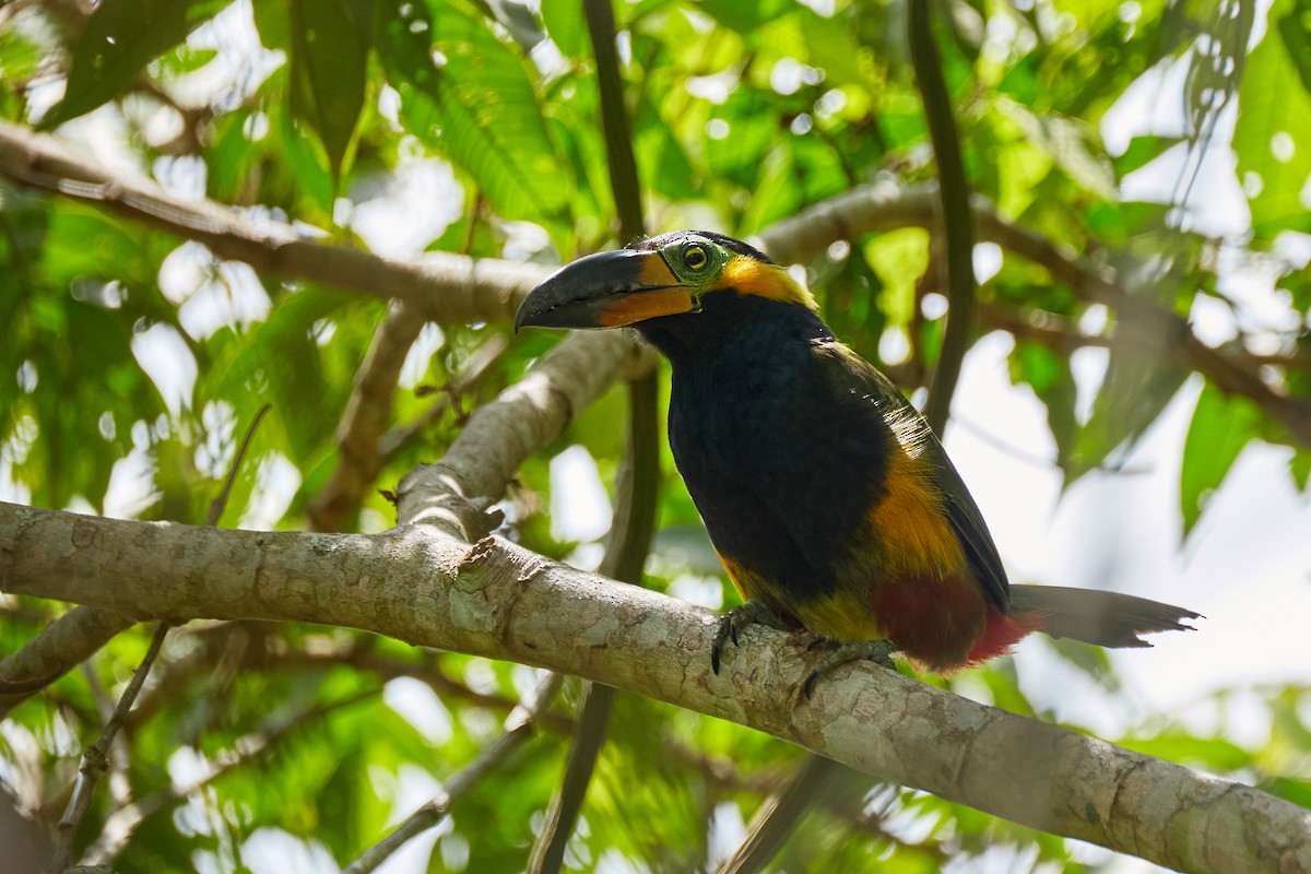 Golden-collared Toucanet - ML621888661