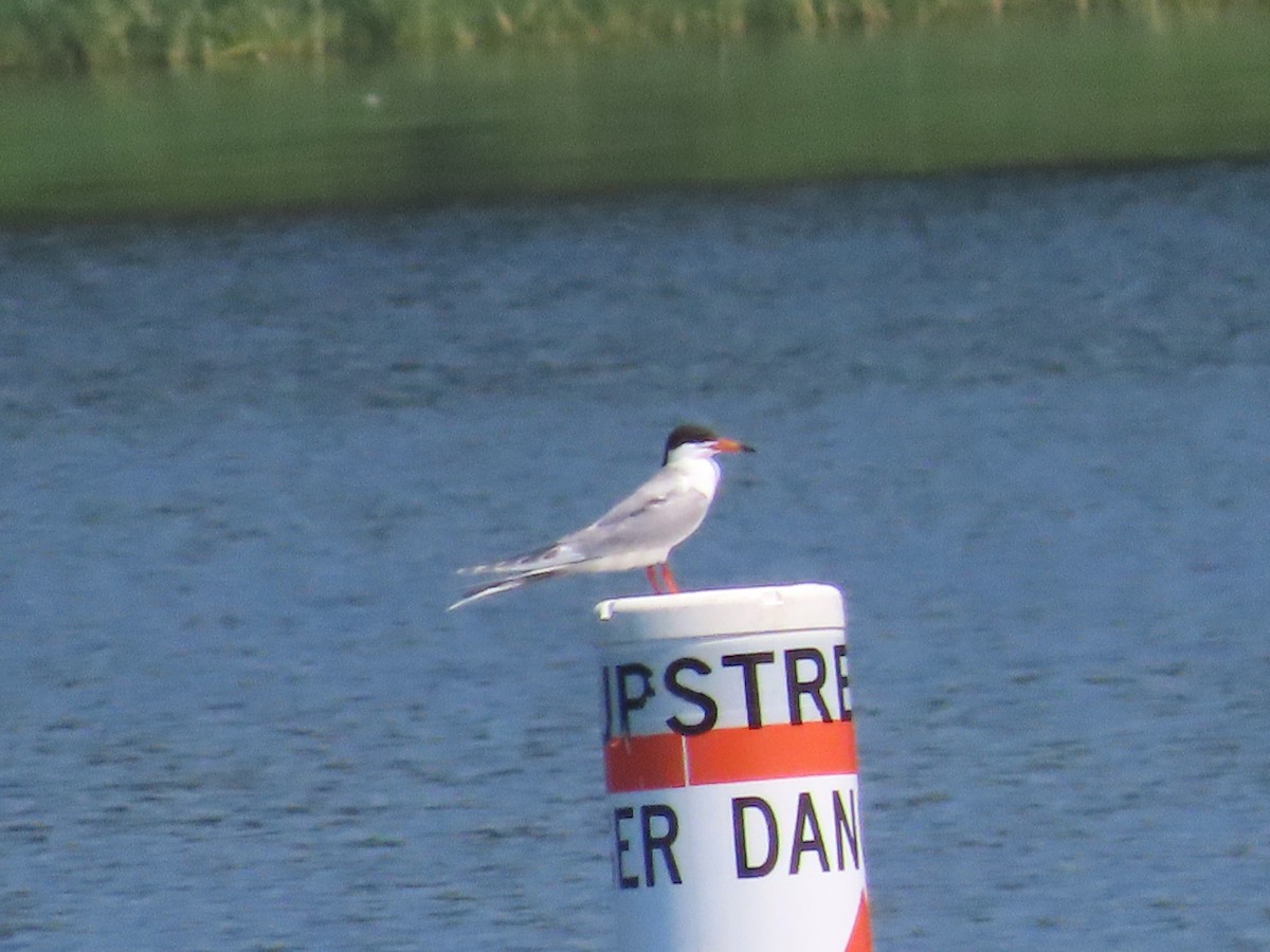 Forster's Tern - ML621888662