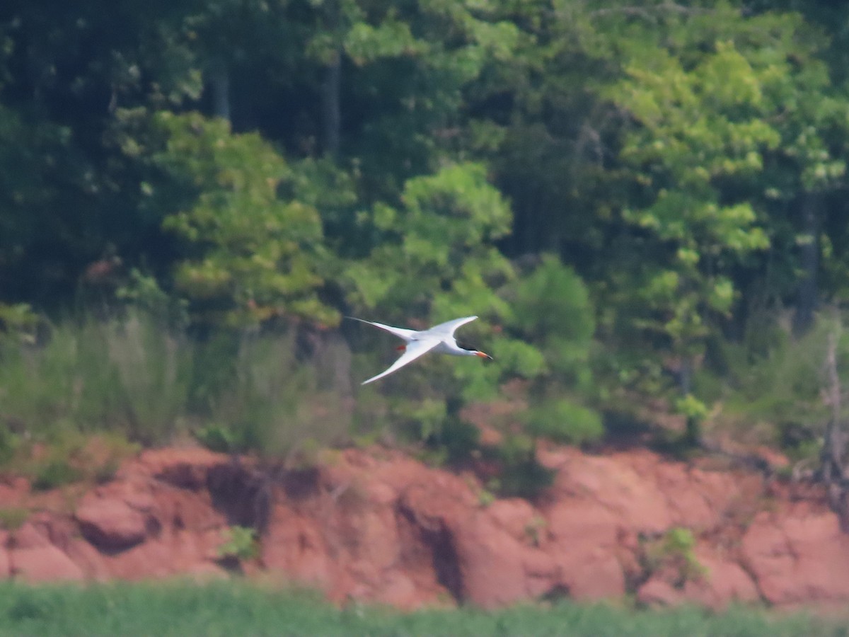 Forster's Tern - ML621888663