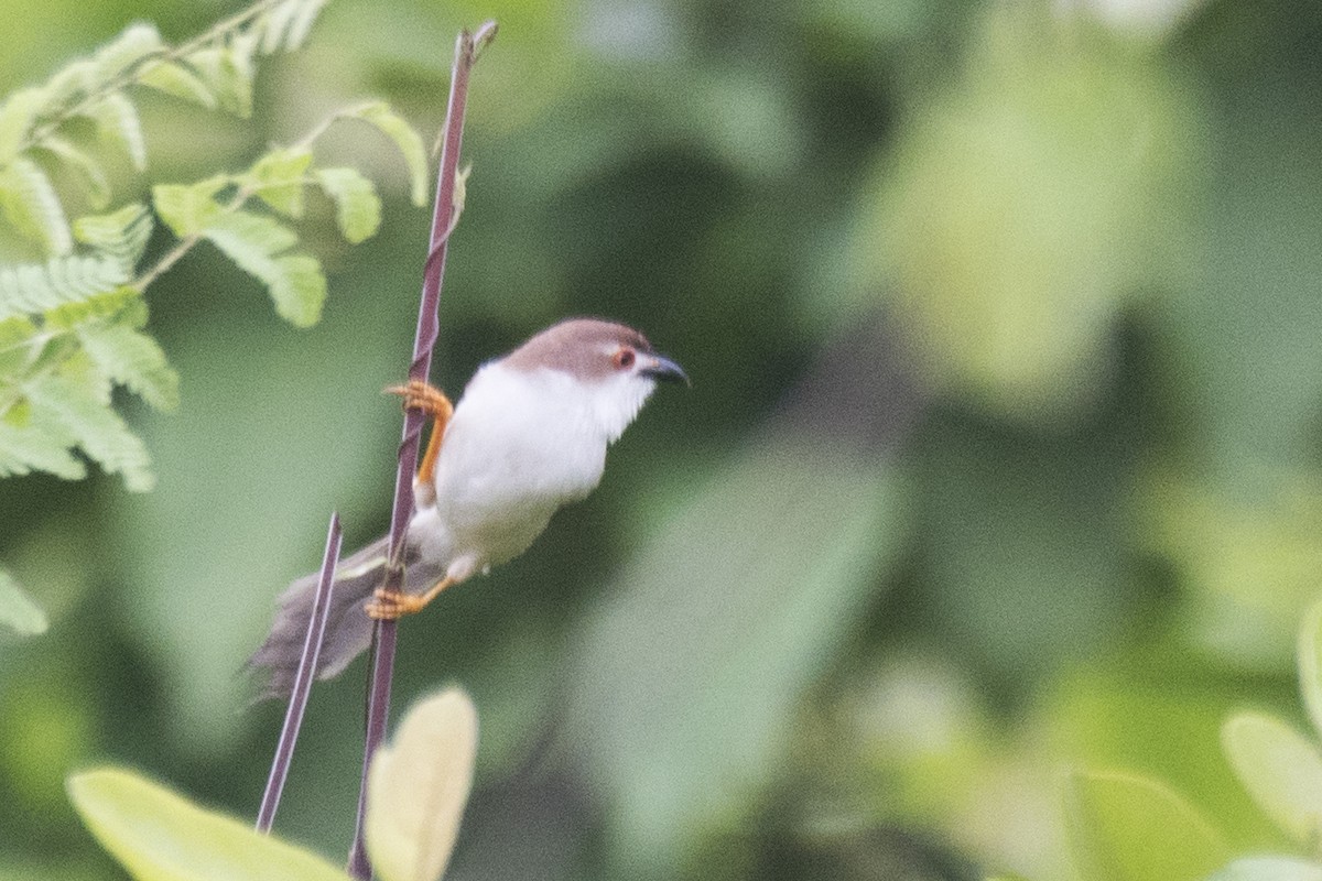 Yellow-eyed Babbler - ML621888668