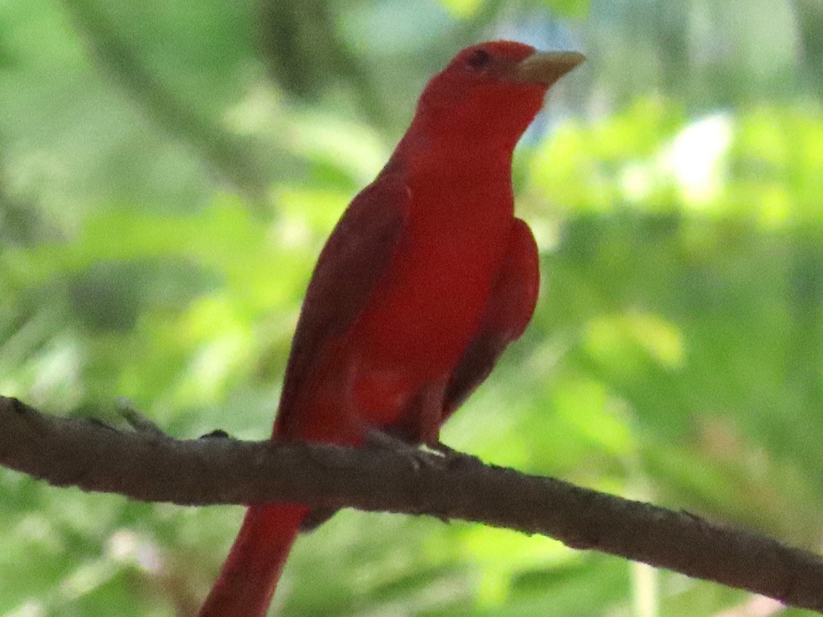 Summer Tanager - ML621888681