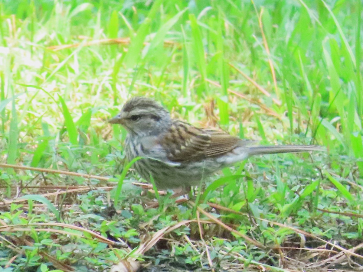 Chipping Sparrow - ML621888685
