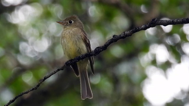 Western Flycatcher - ML621888686