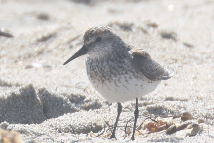 Western Sandpiper - ML621888703