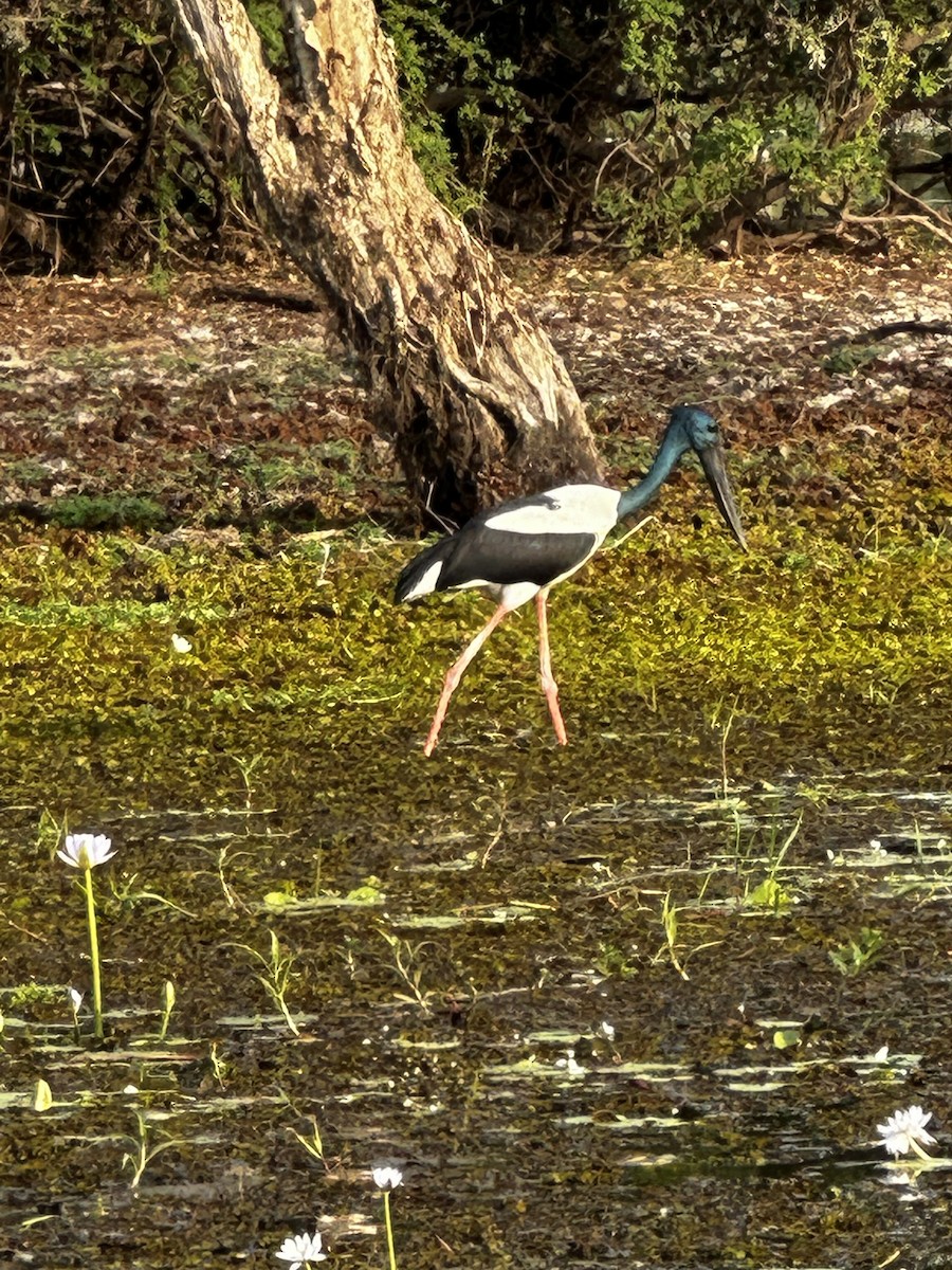 Black-necked Stork - ML621888716