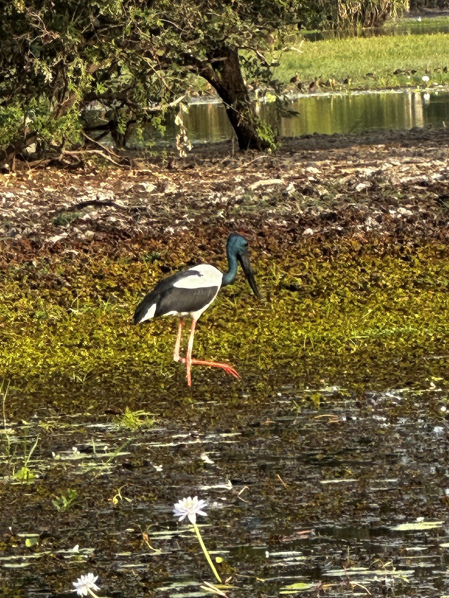 Black-necked Stork - ML621888717