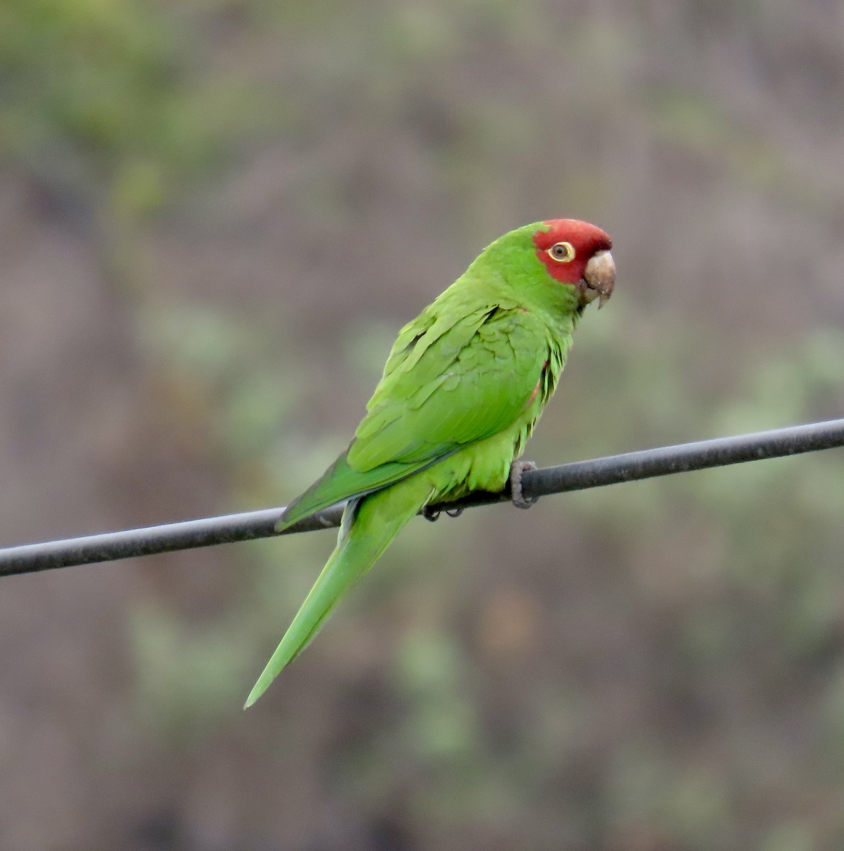 Red-masked Parakeet - ML621888793