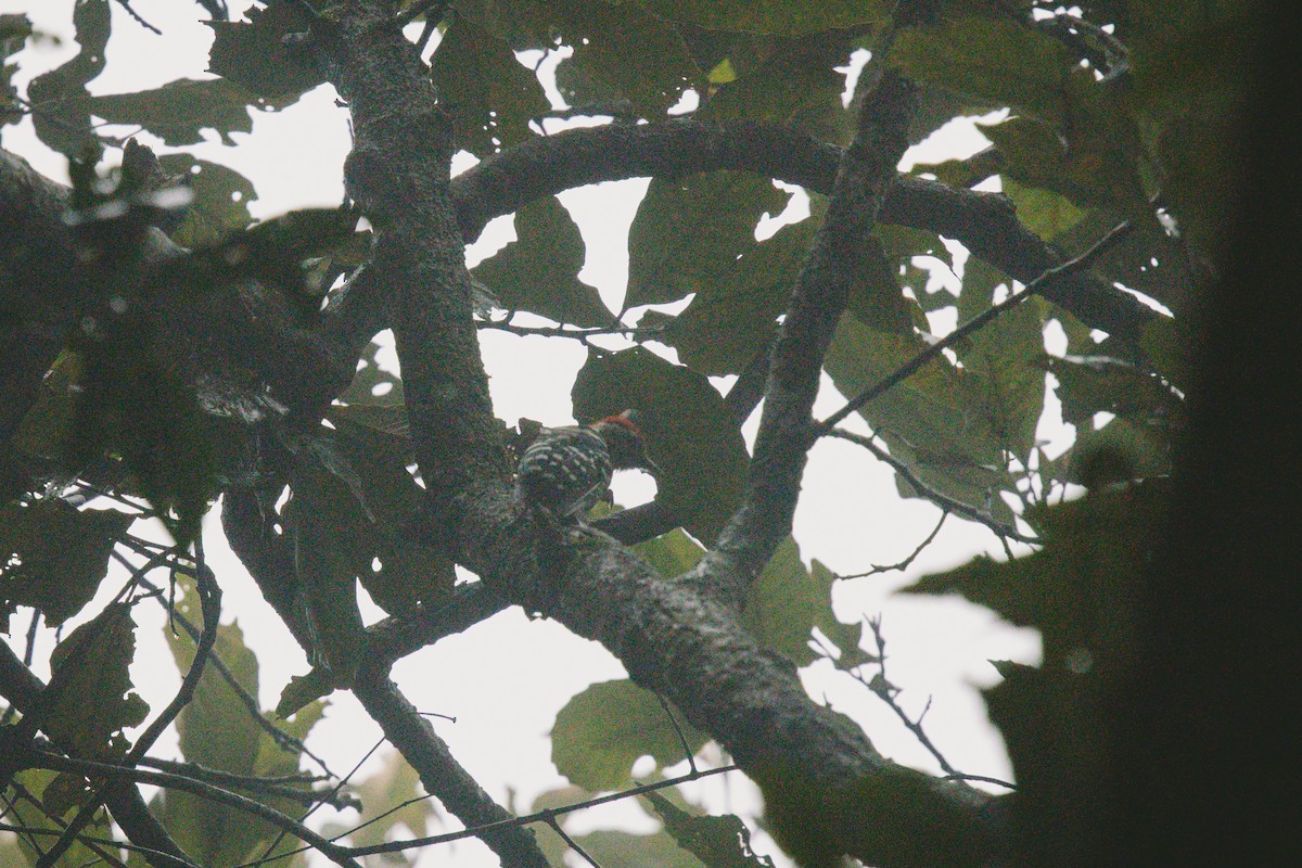 Stripe-breasted Woodpecker - ML621888843