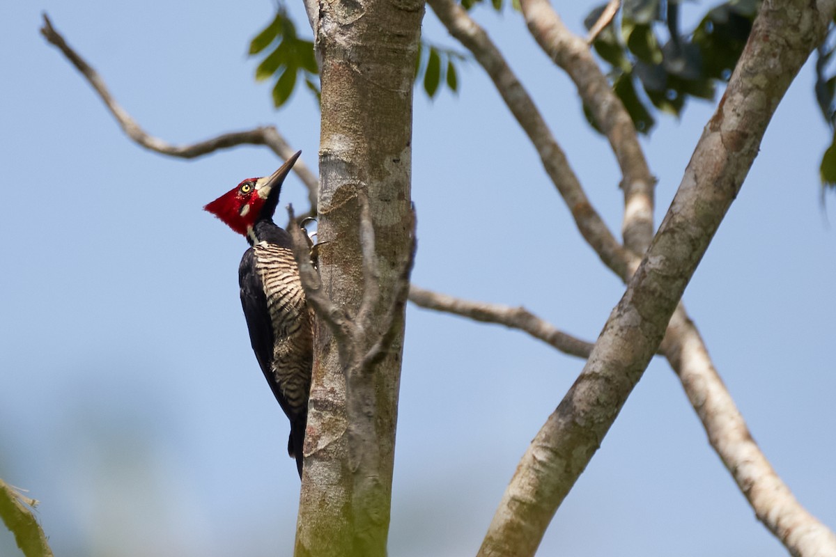 Crimson-crested Woodpecker - ML621888852