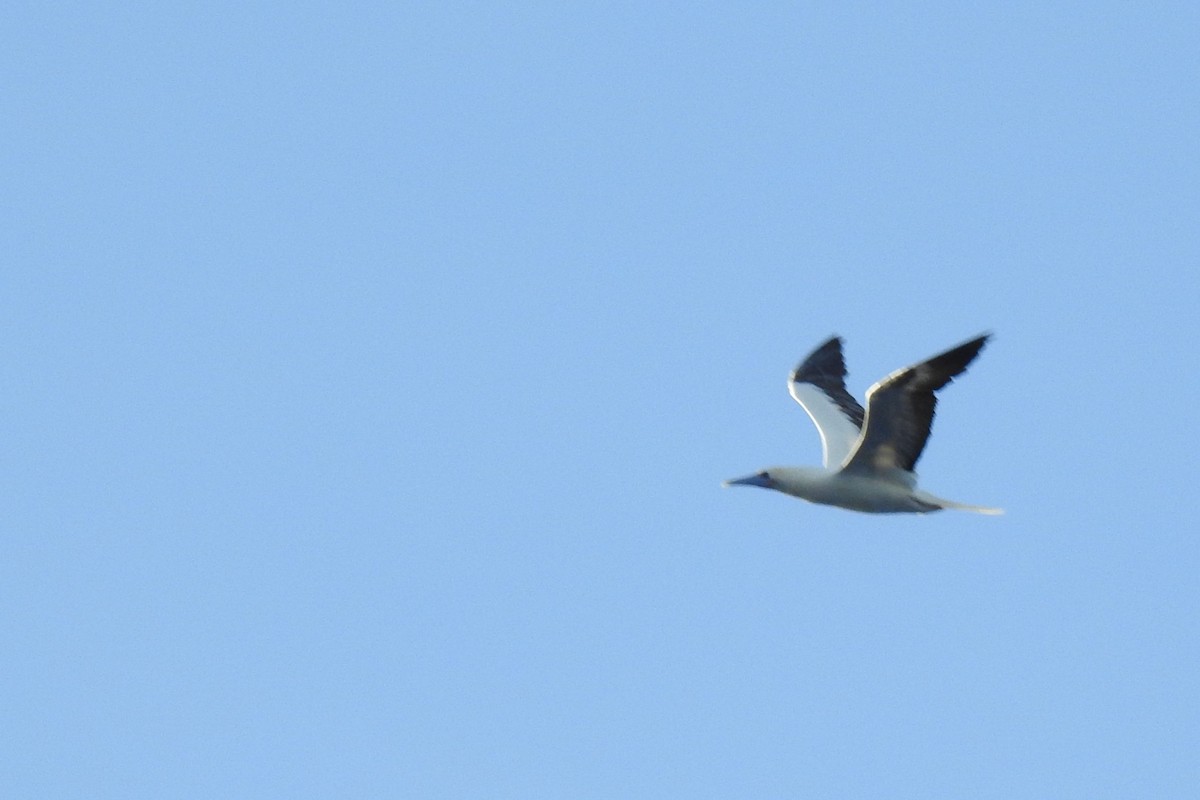 Red-footed Booby - ML621888905
