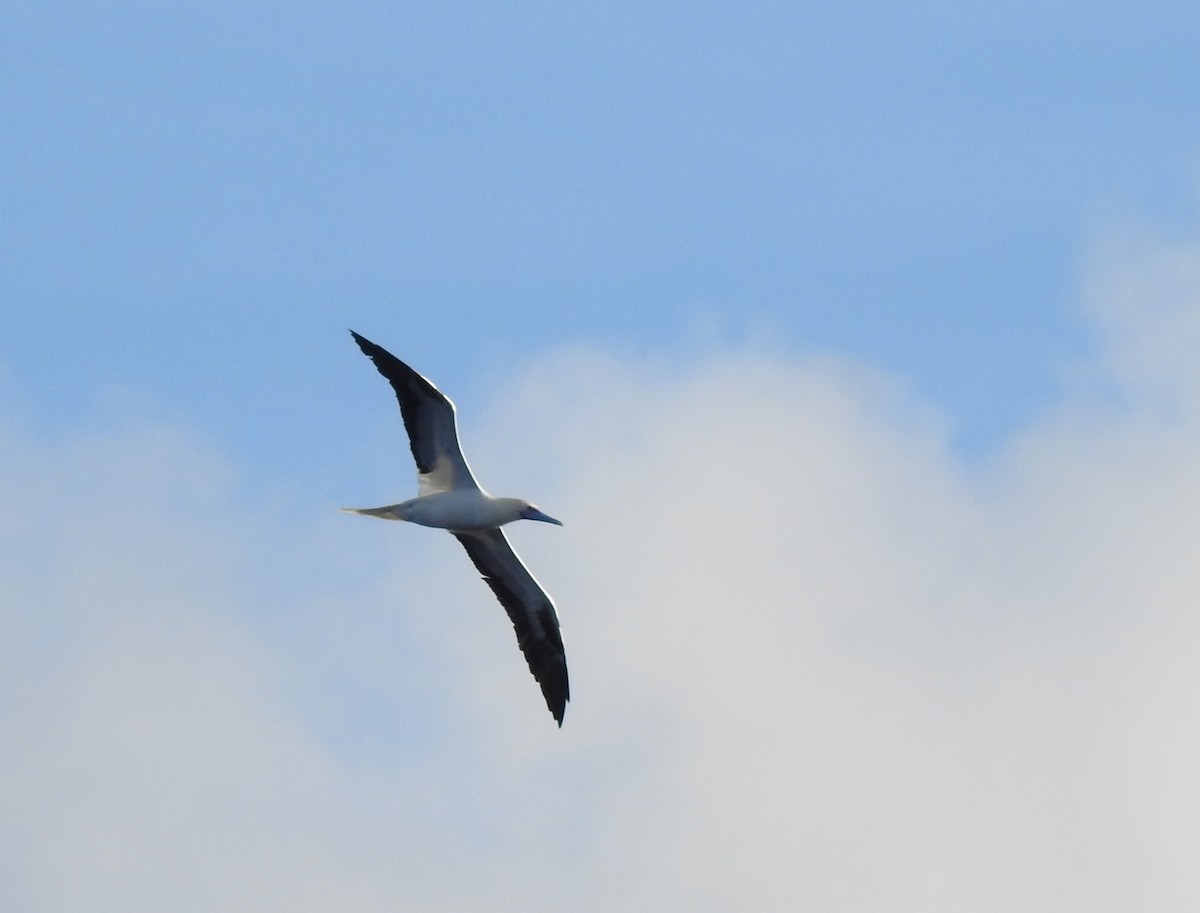 Red-footed Booby - ML621888910