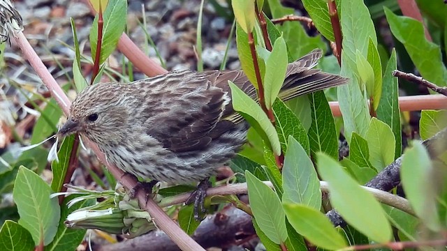 Pine Siskin - ML621888995