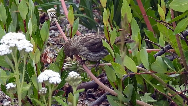 Pine Siskin - ML621888996