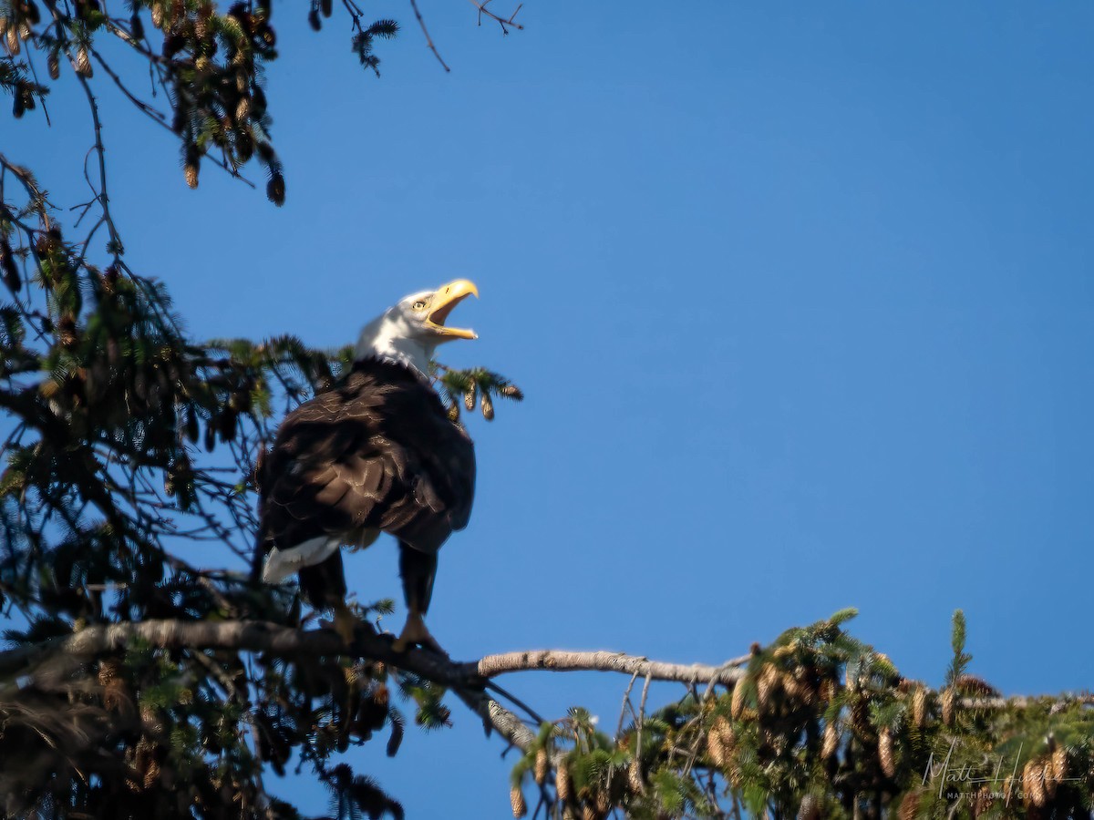 Bald Eagle - ML621889049