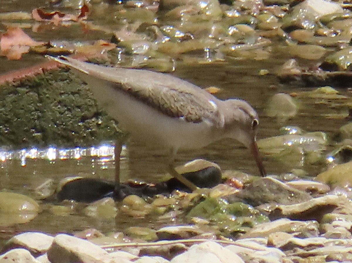 Spotted Sandpiper - Brian Walker