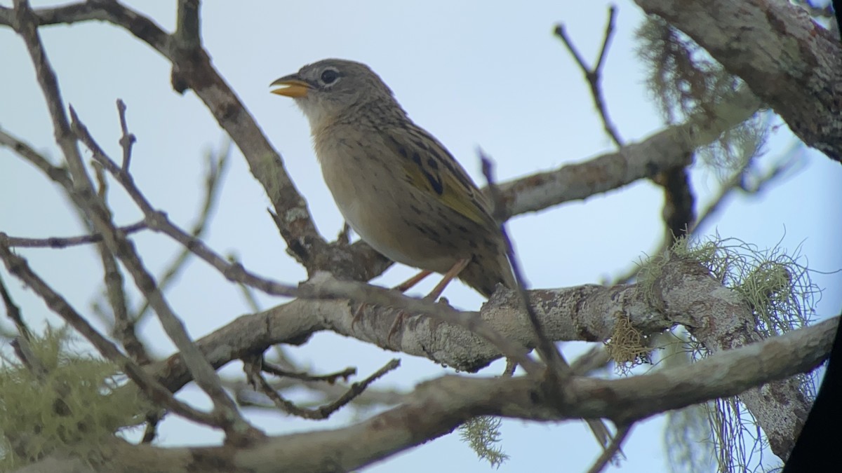 Wedge-tailed Grass-Finch - ML621889111