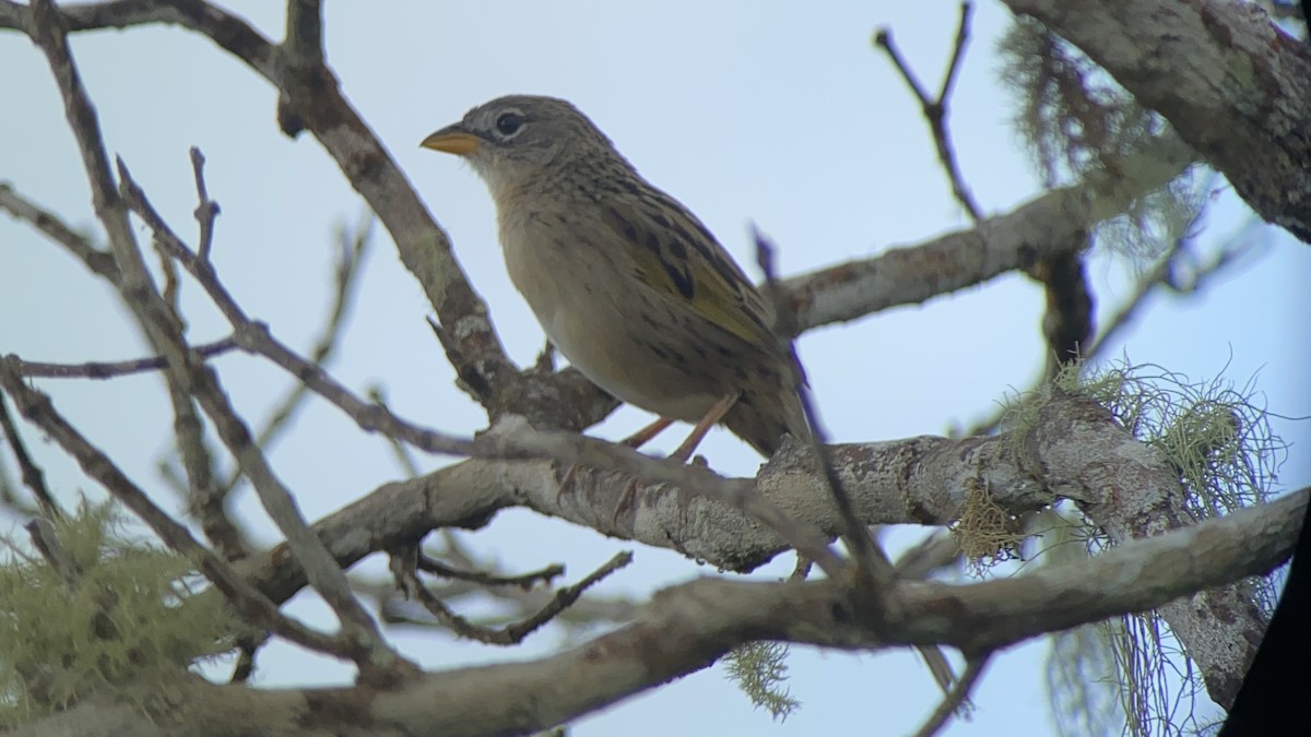 Wedge-tailed Grass-Finch - ML621889112